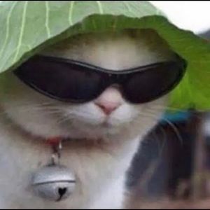 Meet your Posher, Devon